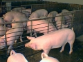 Últimos cerdos de la ganadería